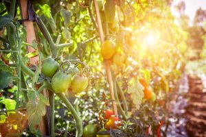 fruit on a vine