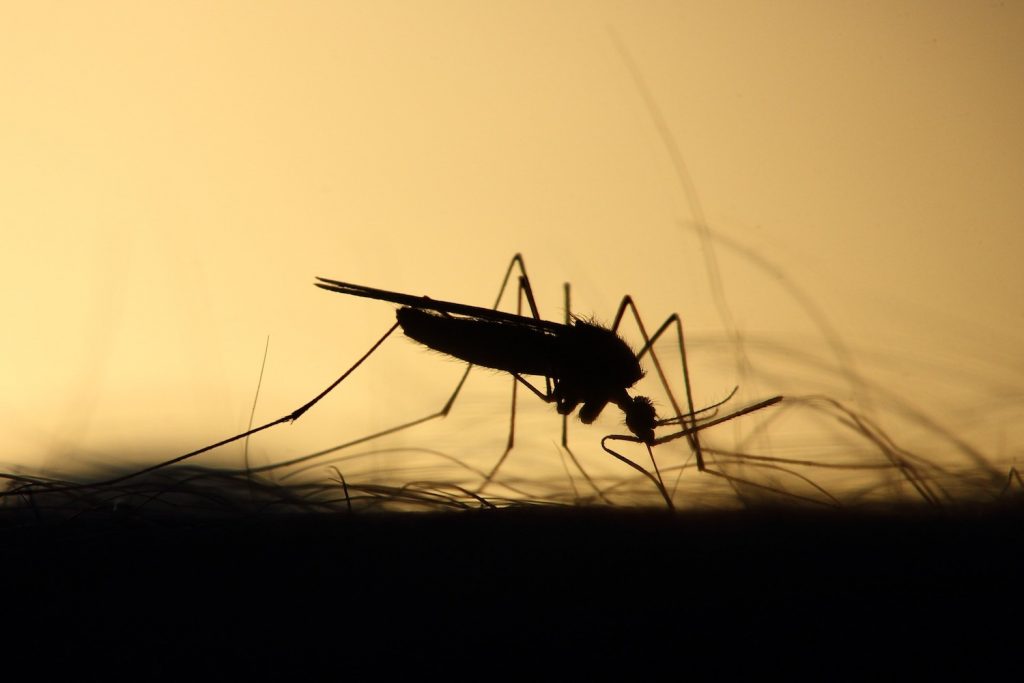 mosquito in high definition
