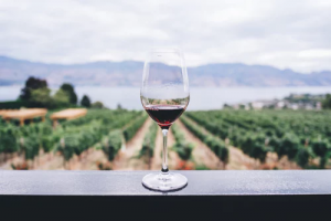 Wine in vinyard