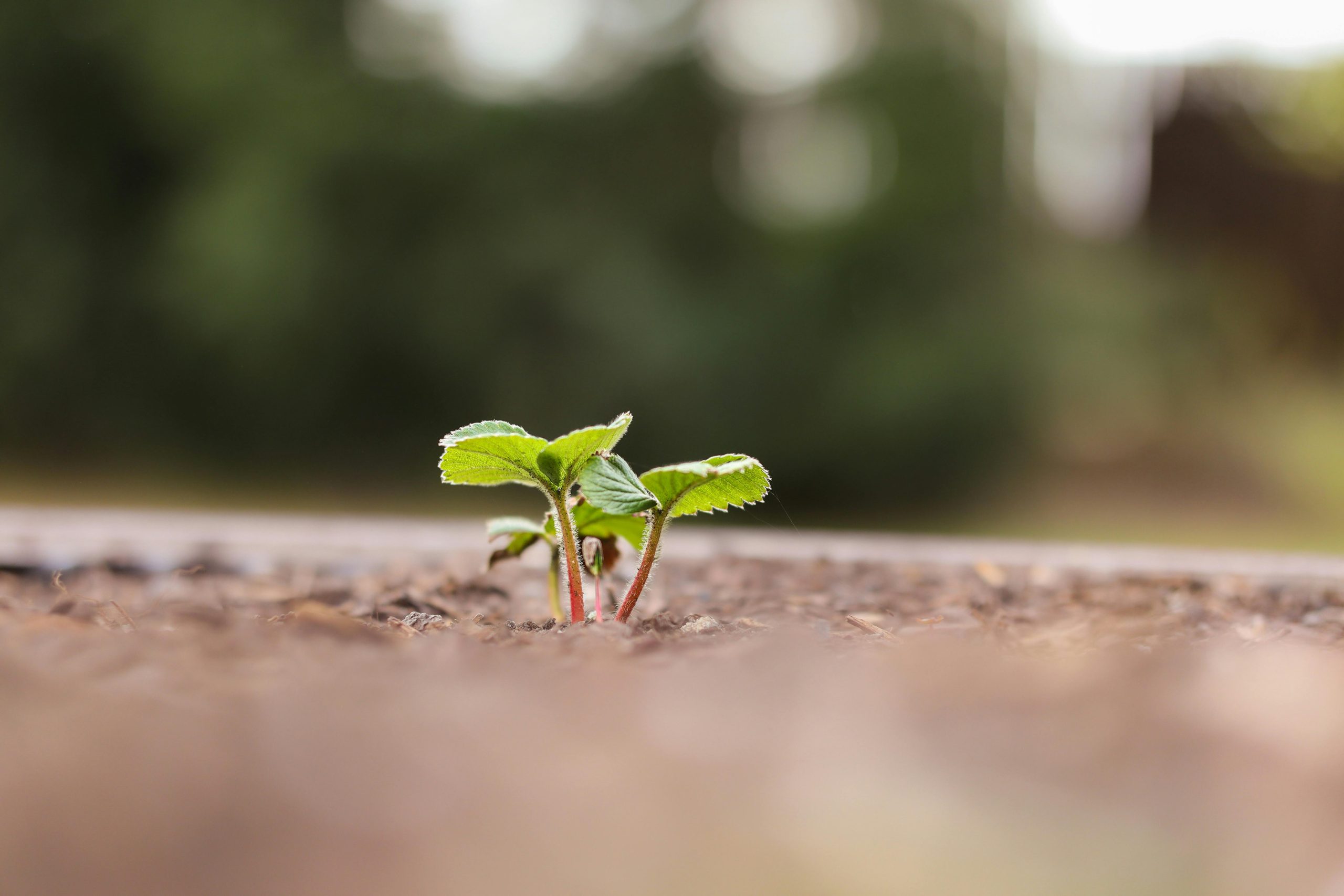 A sprout coming from the ground.